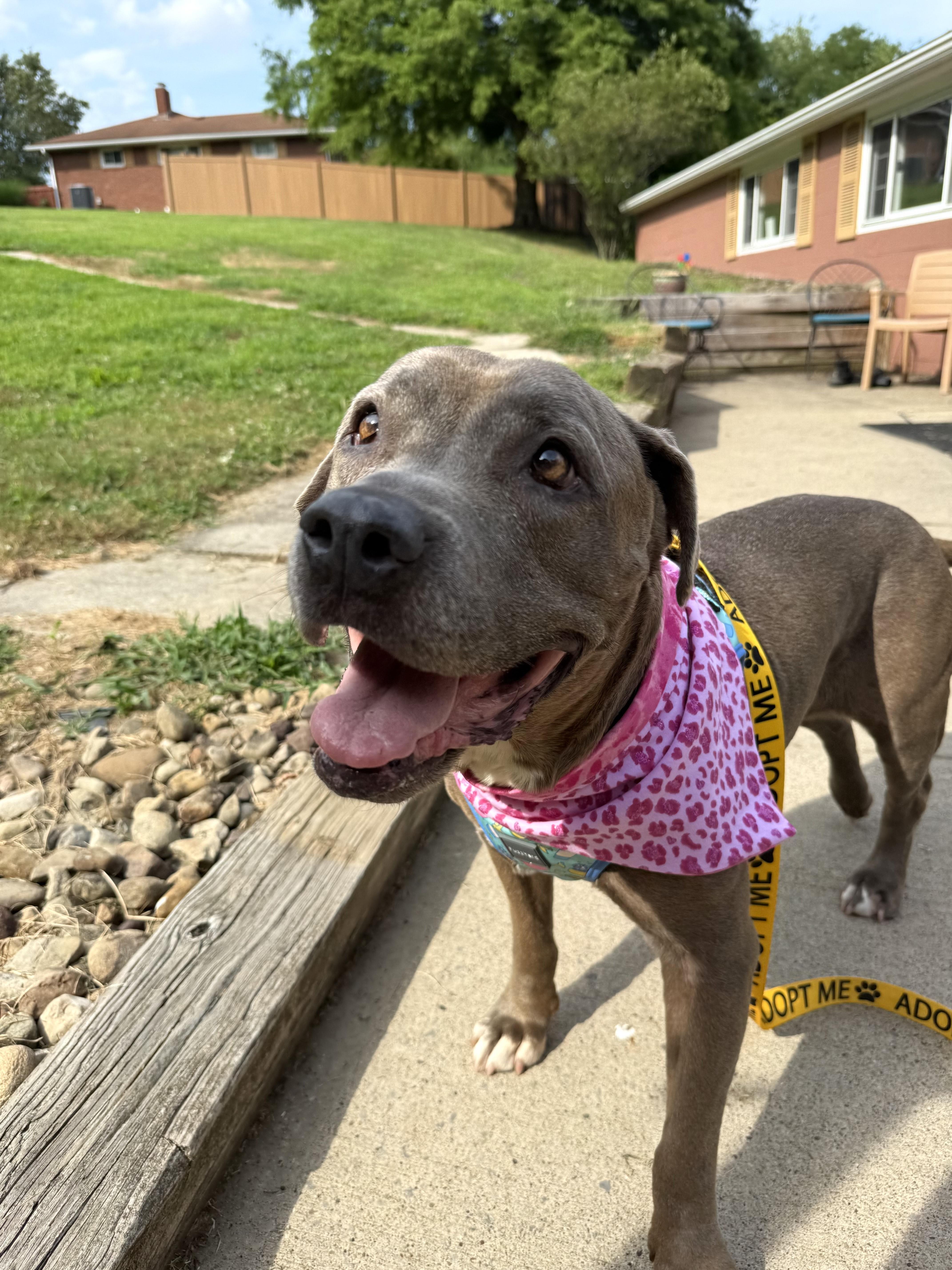Twinkie, a Adoptable mixed breed in Pittsburgh, PA image 5/5
