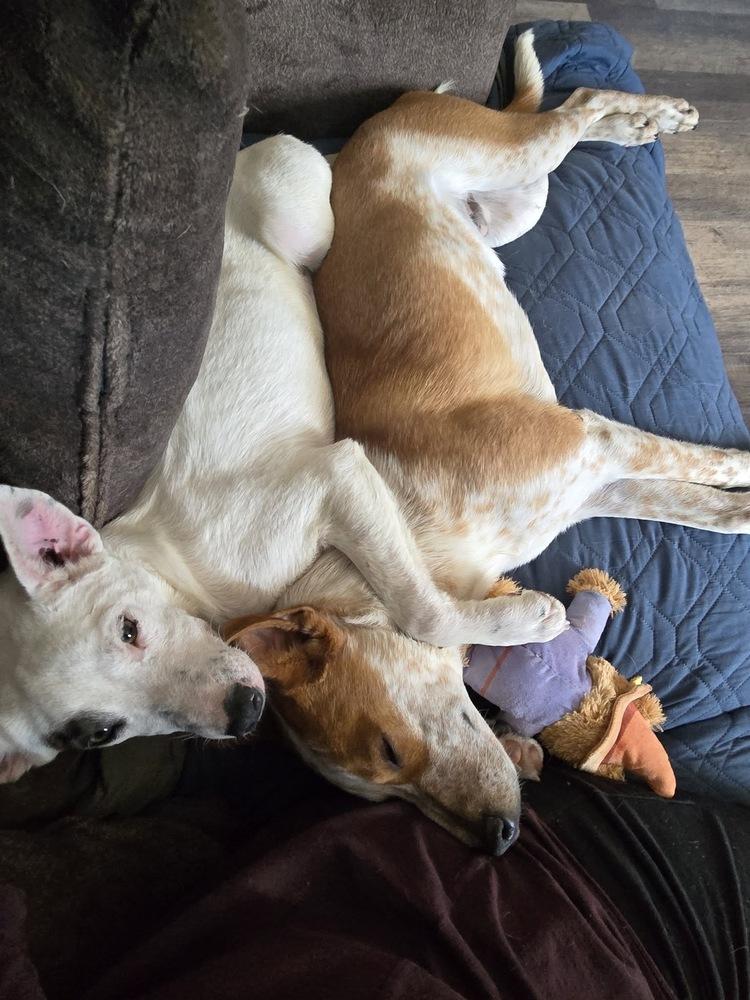 Enlarge Yarrow, a Adoptable mixed breed in Colorado Springs, CO image 2/6