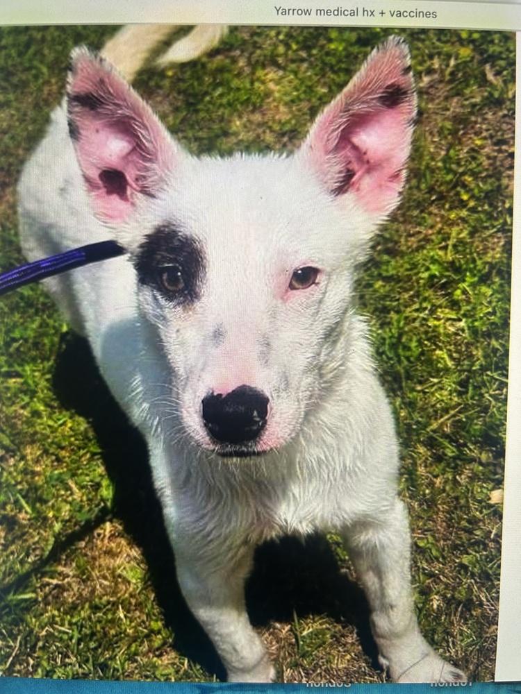 Enlarge Yarrow, a Adoptable mixed breed in Colorado Springs, CO image 5/6
