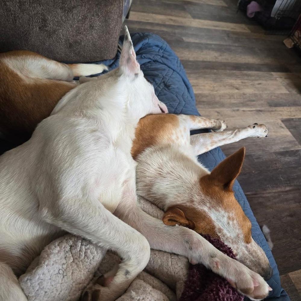 Enlarge Yarrow, a Adoptable mixed breed in Colorado Springs, CO image 6/6