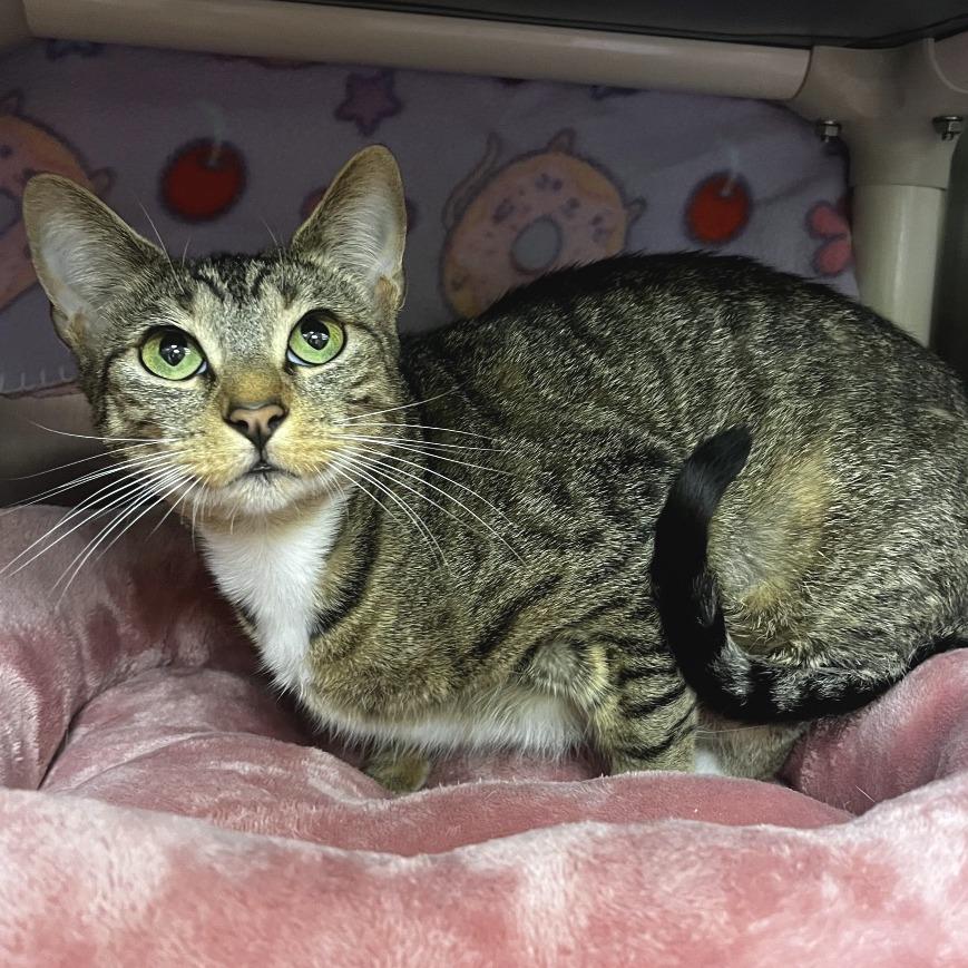 Seratonin, a Adoptable Domestic Short Hair in Keizer, OR image 1/2