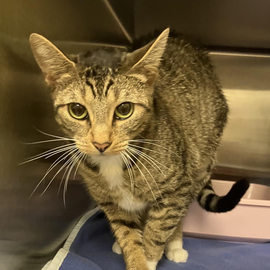 Seratonin, a Adoptable Domestic Short Hair in Keizer, OR image 2/2