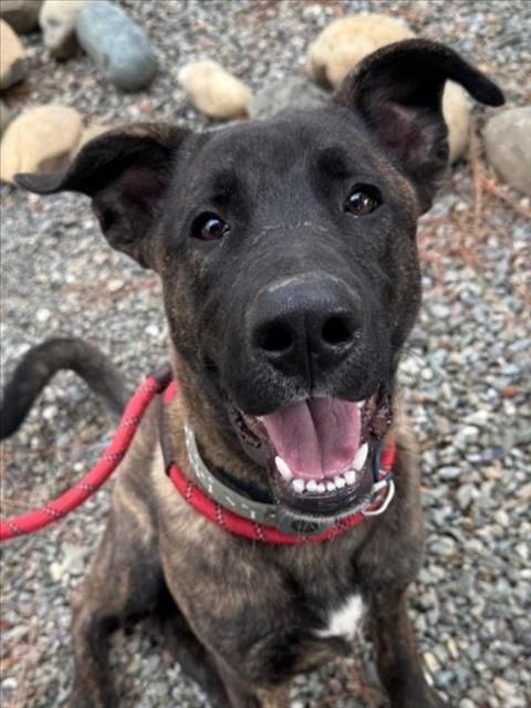 *BALSAM, Adoptable, Young Male Dutch Shepherd.