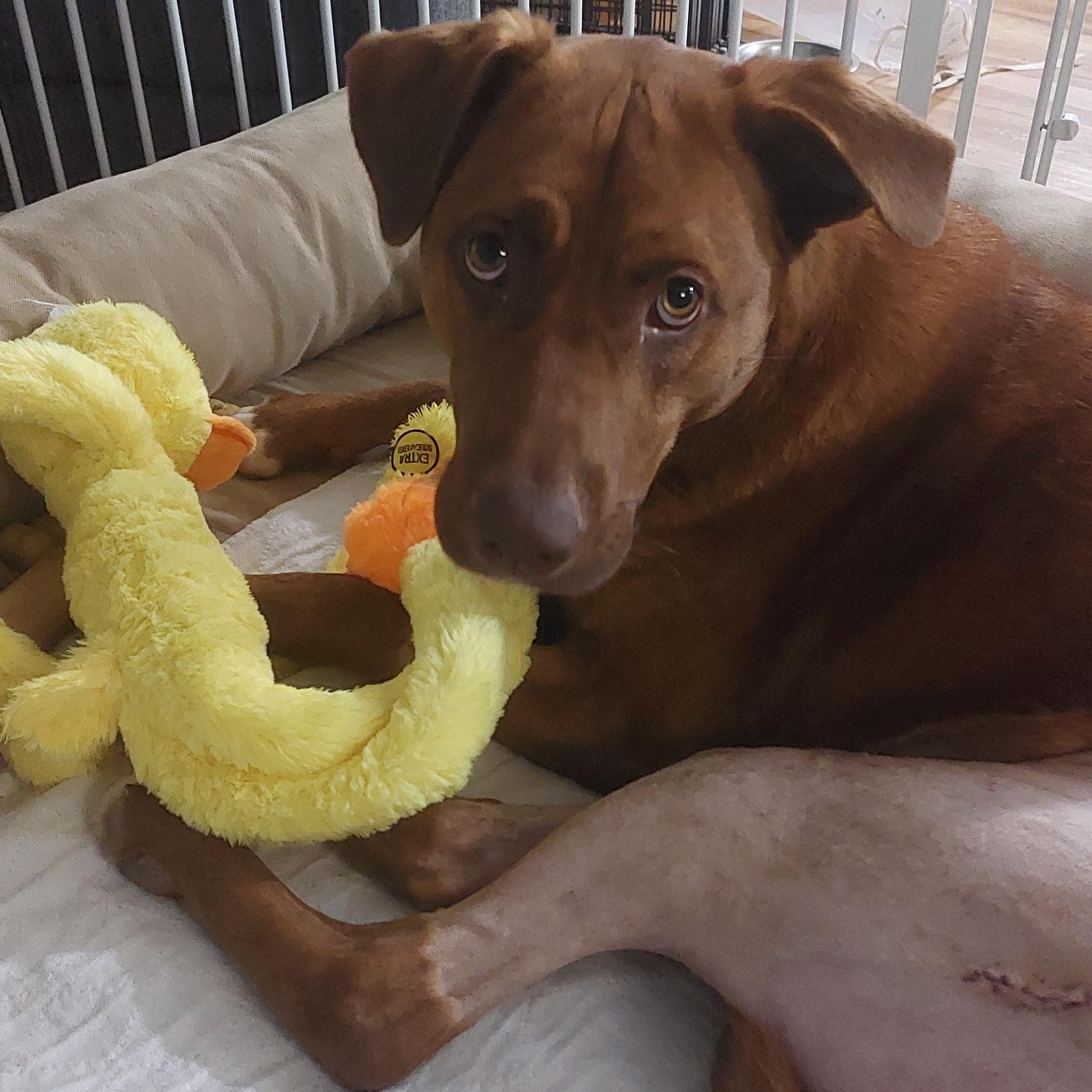 Enlarge Zane available after recovery, an adoptable mixed breed in South Portland, ME image 1/5