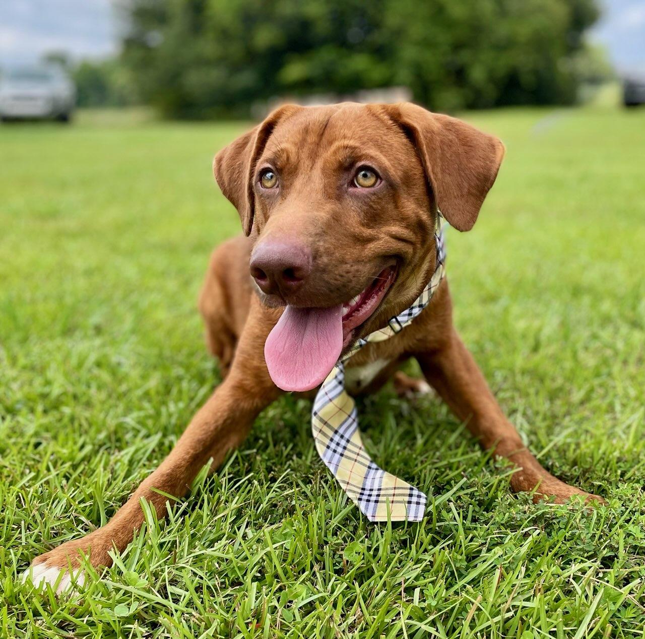 Enlarge Zane NEEDS HIP DYSPLASIA SURGERY, an adoptable mixed breed in South Portland, ME image 3/6