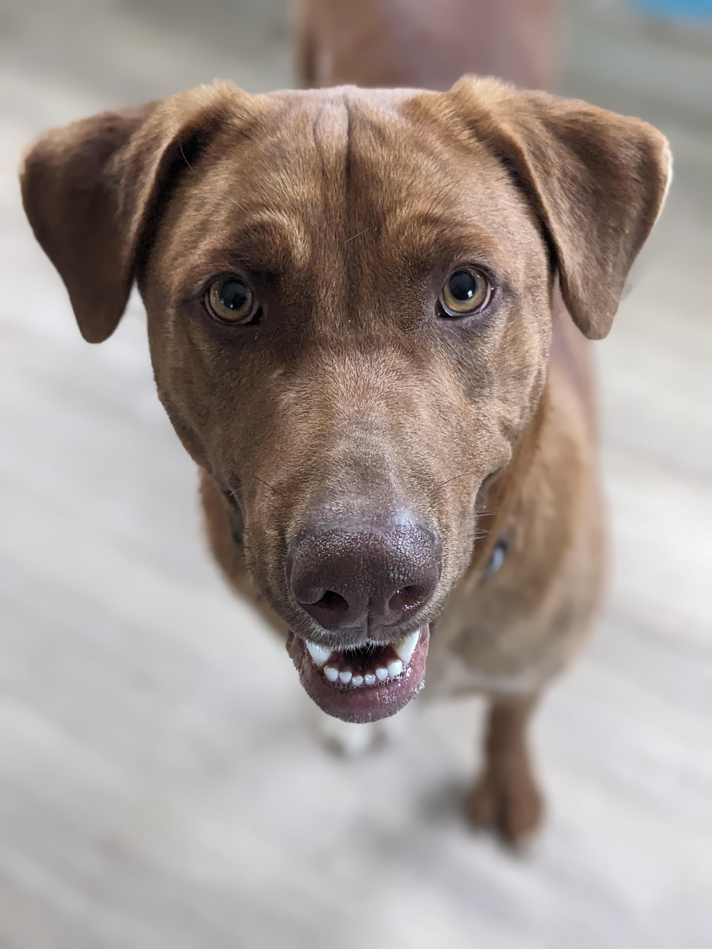 Zane NEEDS HIP DYSPLASIA SURGERY, adoptable, Young Male Mixed Breed & Boxer.