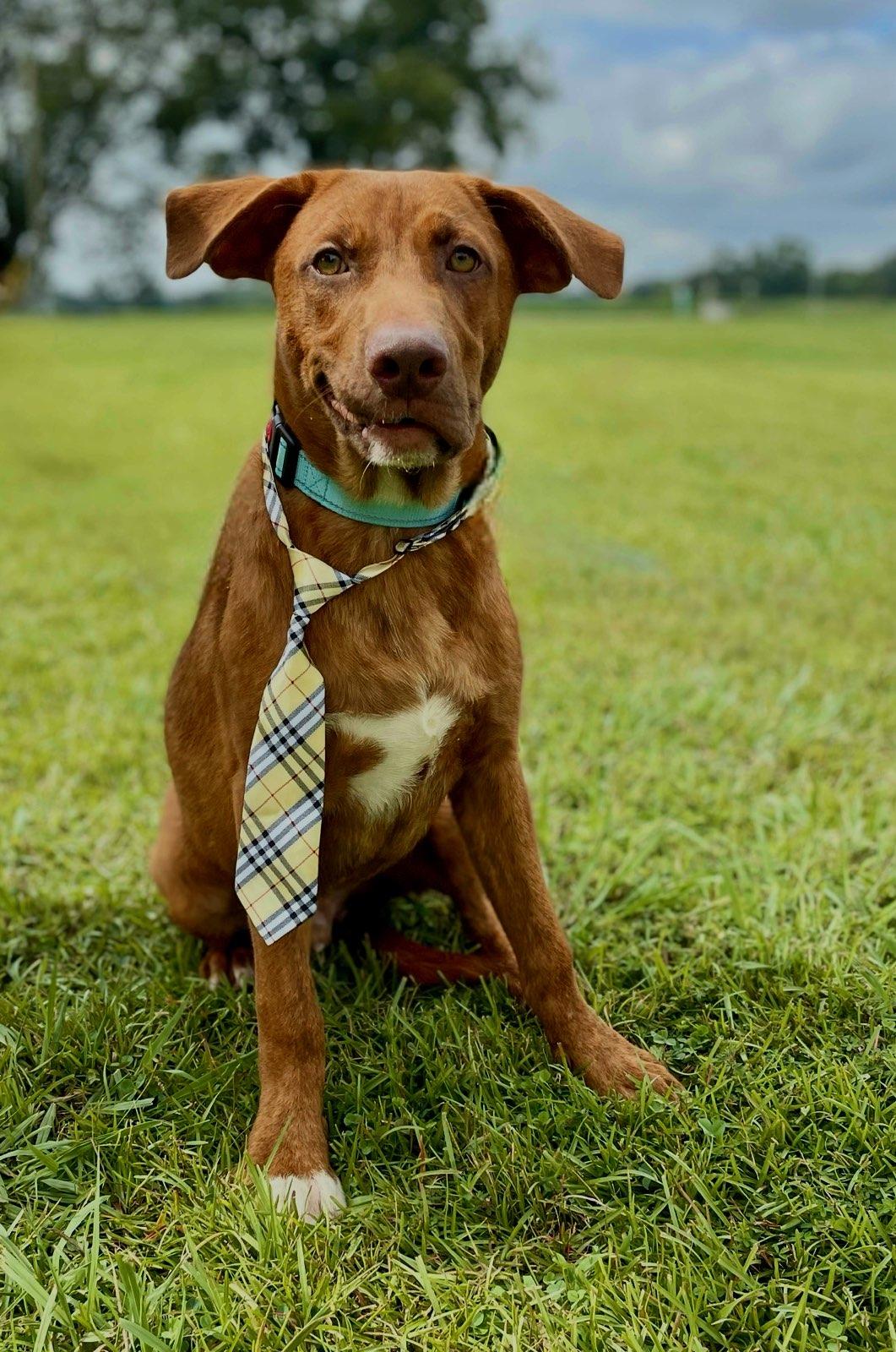 Enlarge Zane NEEDS HIP DYSPLASIA SURGERY, an adoptable mixed breed in South Portland, ME image 5/6