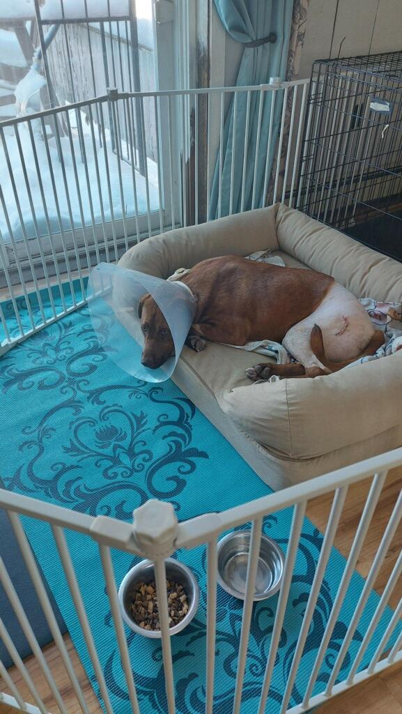 Enlarge Zane available after recovery, an adoptable mixed breed in South Portland, ME image 5/5