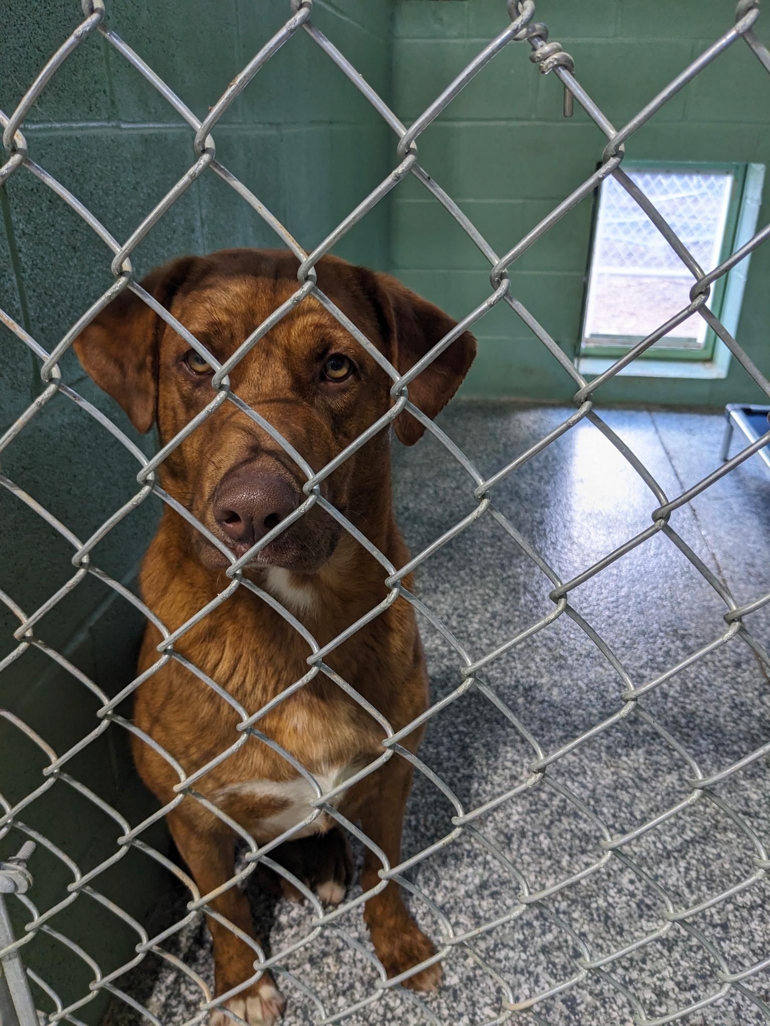 Enlarge Zane NEEDS HIP DYSPLASIA SURGERY, an adoptable mixed breed in South Portland, ME image 6/6