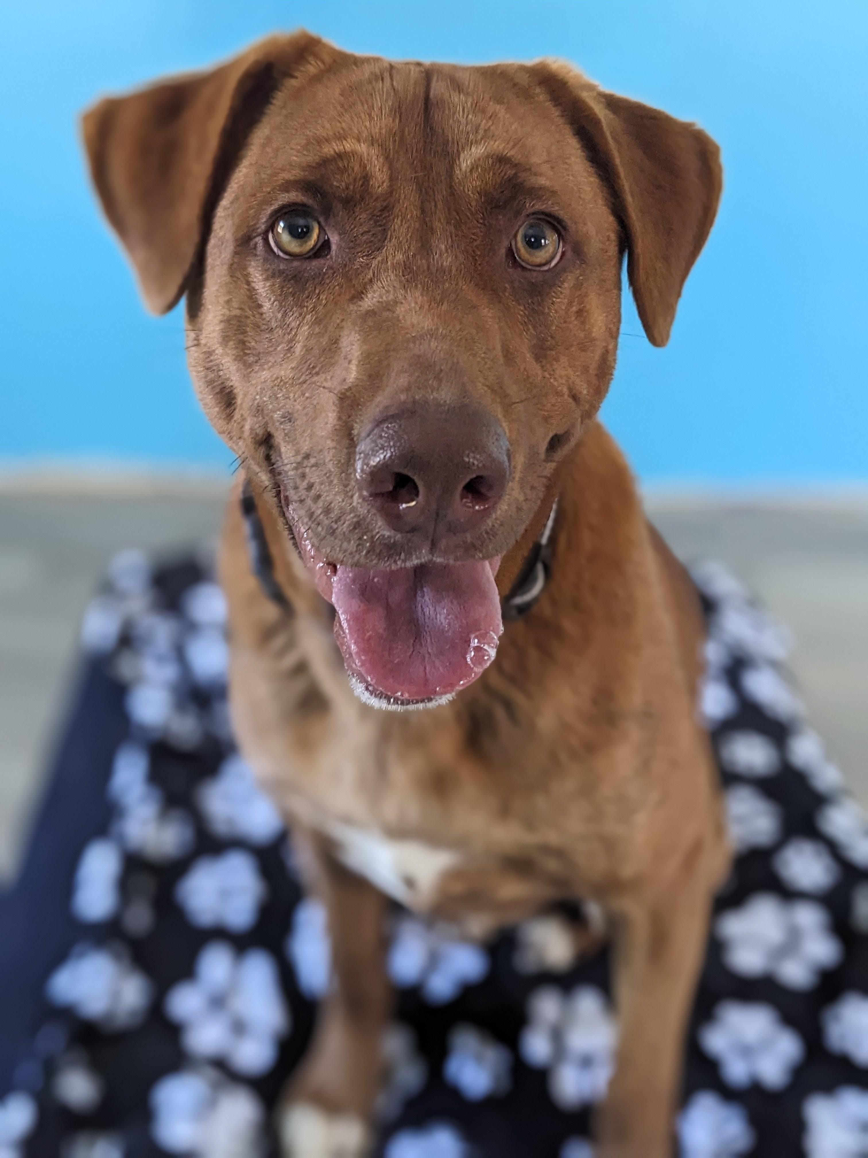 Enlarge Zane NEEDS HIP DYSPLASIA SURGERY, an adoptable mixed breed in South Portland, ME image 2/6