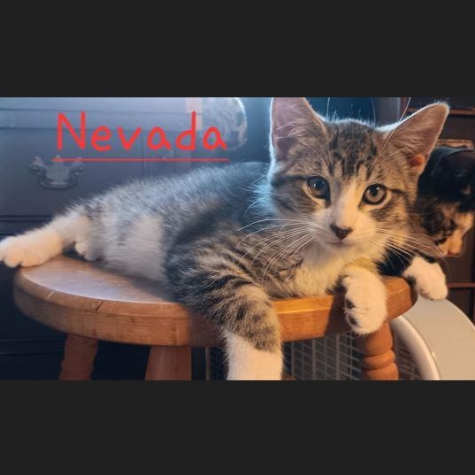 Nevada, an adopted Domestic Short Hair in Menasha, WI image 2/2