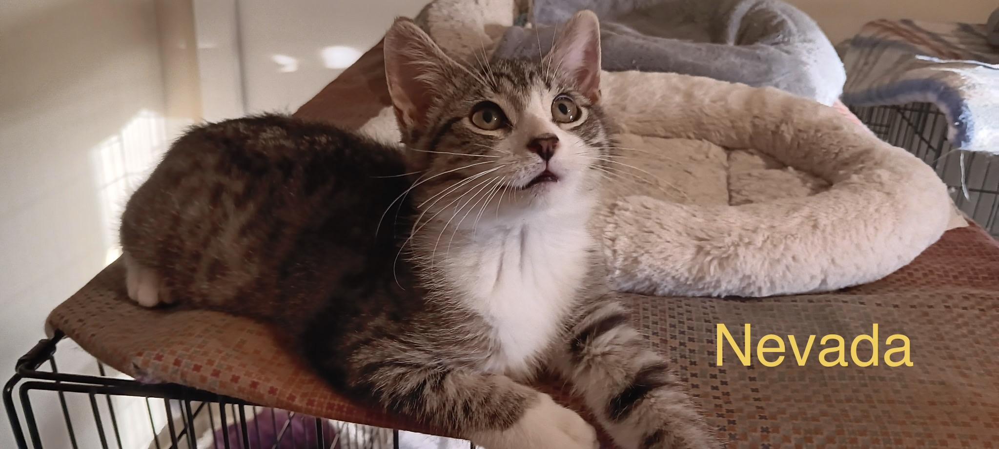 Nevada, an adopted Domestic Short Hair in Menasha, WI image 1/2