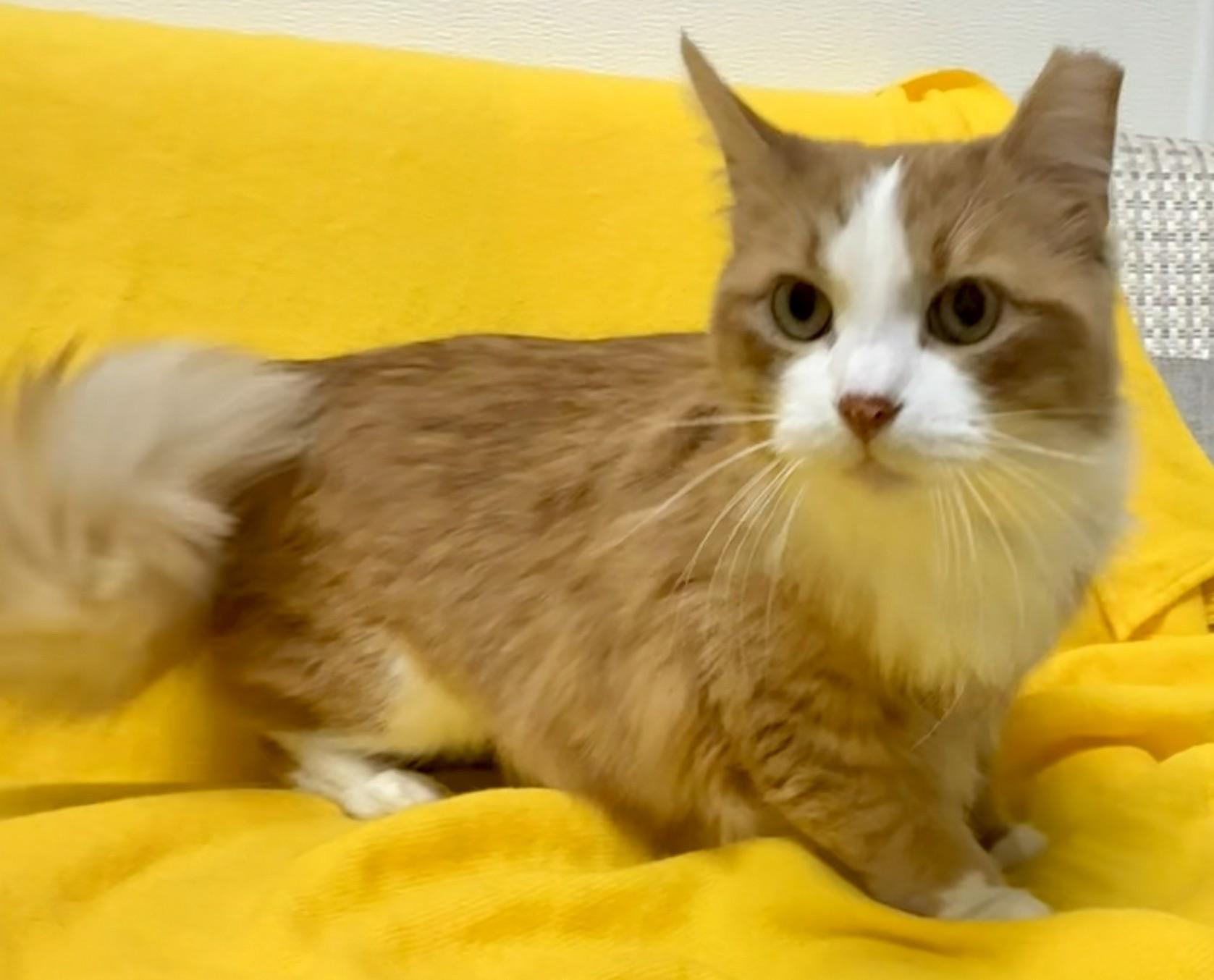 Enlarge Cooper, an adopted Domestic Medium Hair in Miller Beach, IN image 1/1