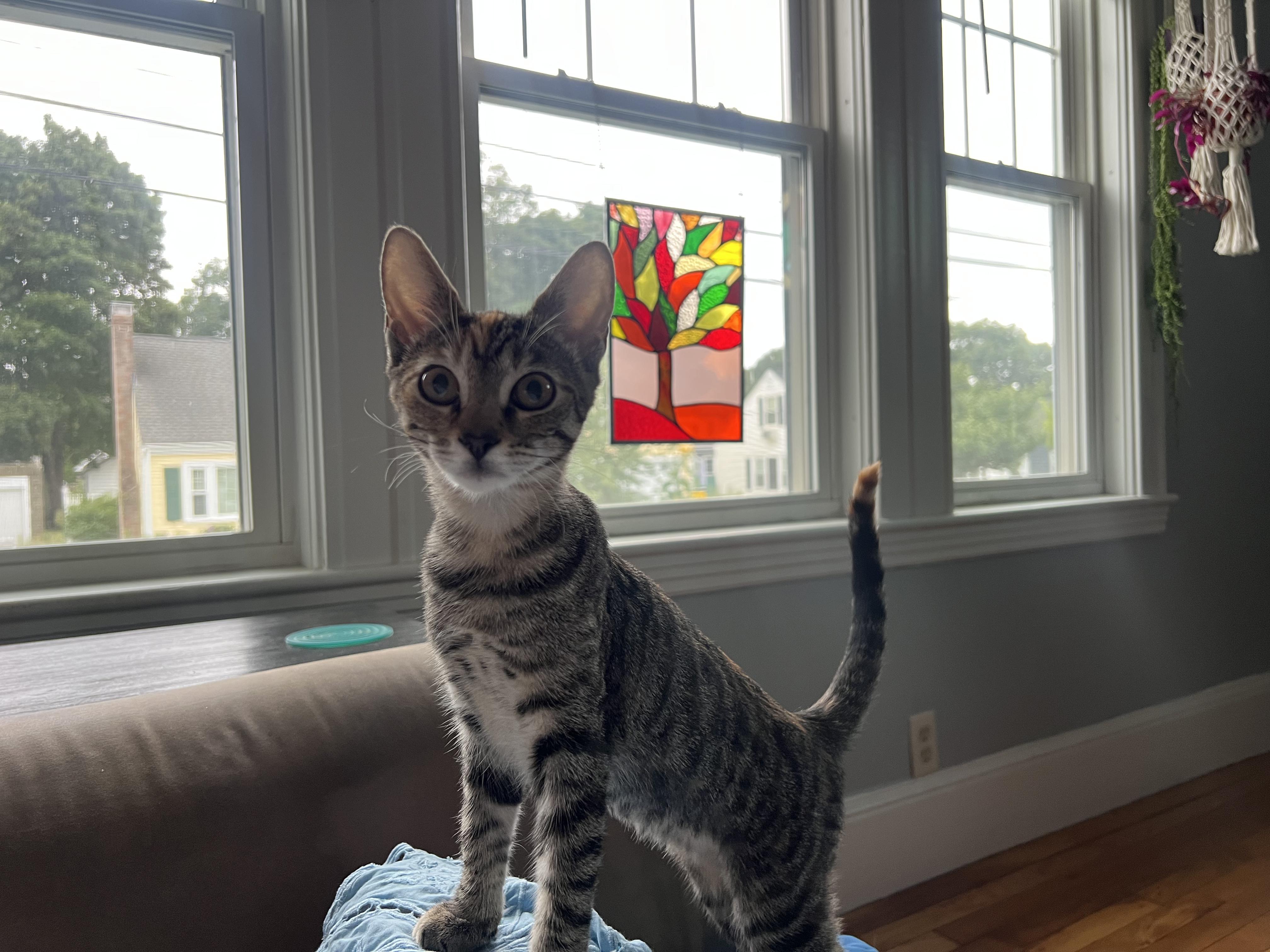 Enlarge Mack and Milly, a Adopted Domestic Short Hair in Wellesley, MA image 2/6