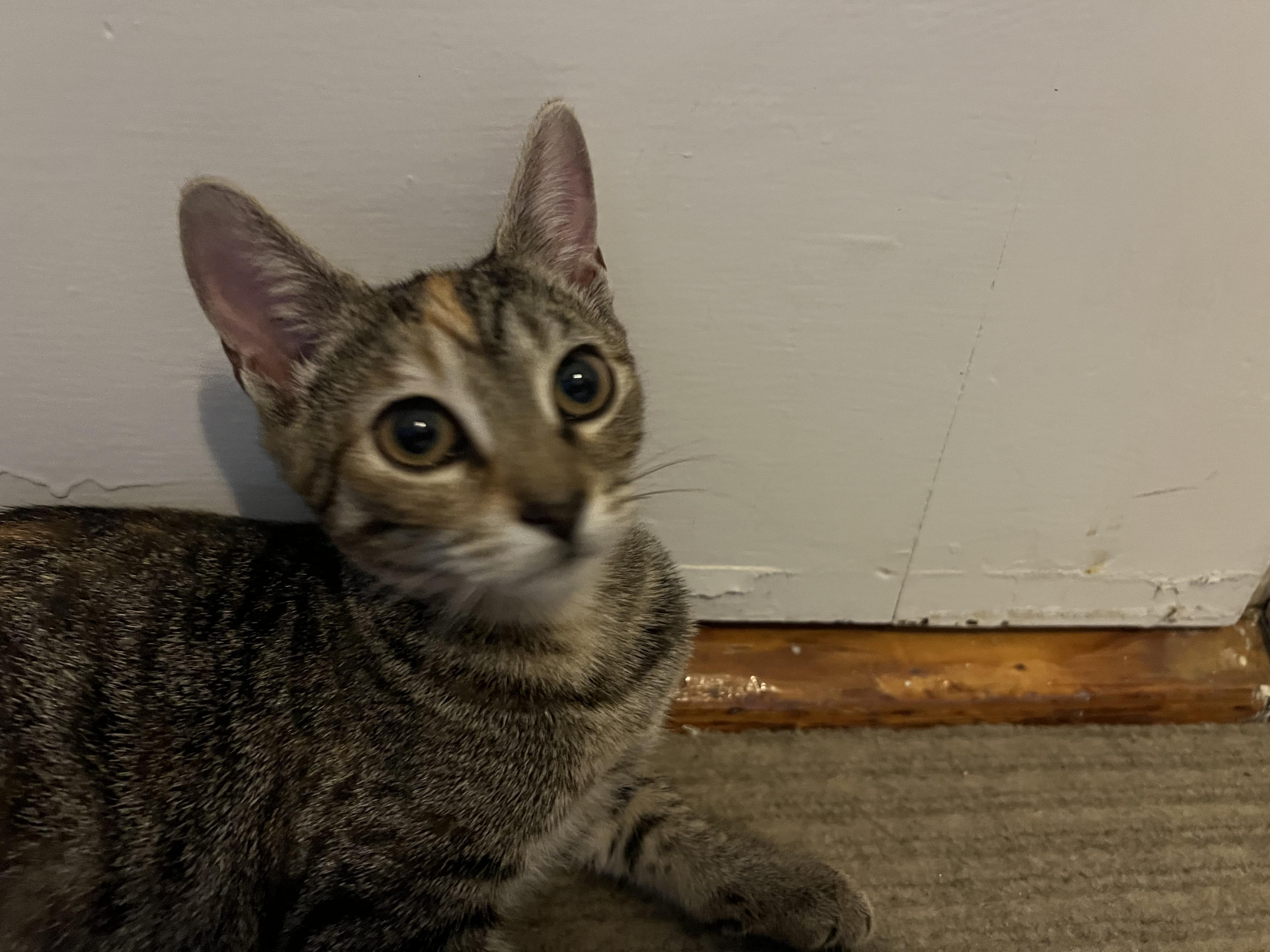 Enlarge Mack and Milly, a Adopted Domestic Short Hair in Wellesley, MA image 6/6