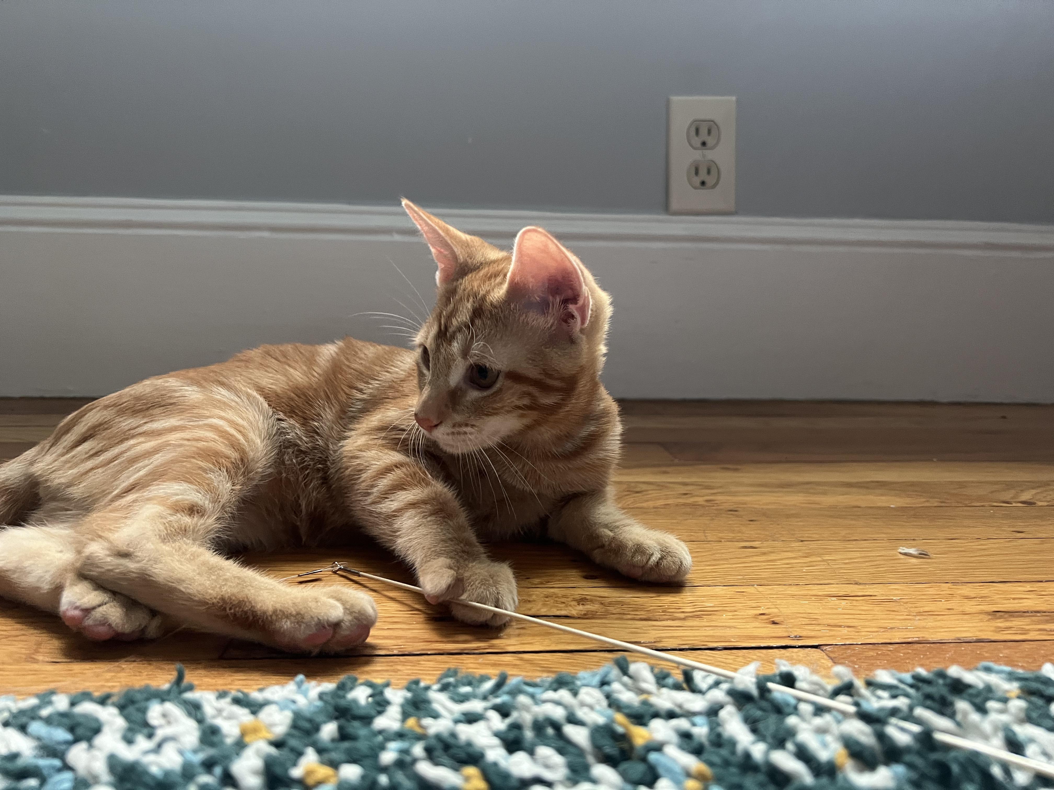 Enlarge Mack and Milly, a Adopted Domestic Short Hair in Wellesley, MA image 3/6