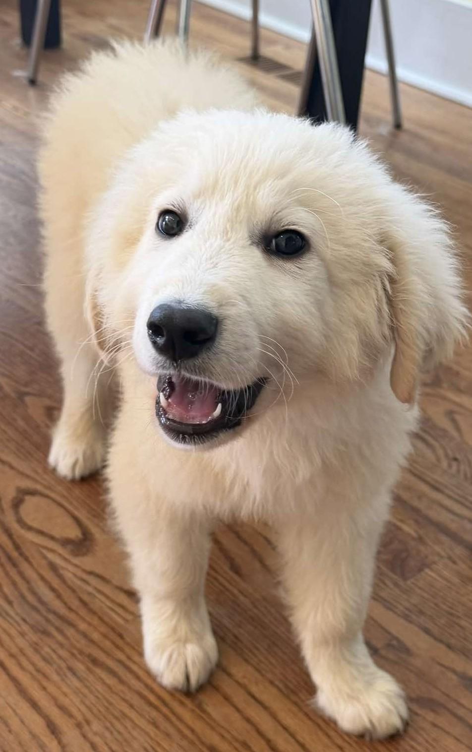 Enlarge Wolfe , a ADOPTABLE Great Pyrenees in Kiowa, OK image 2/6