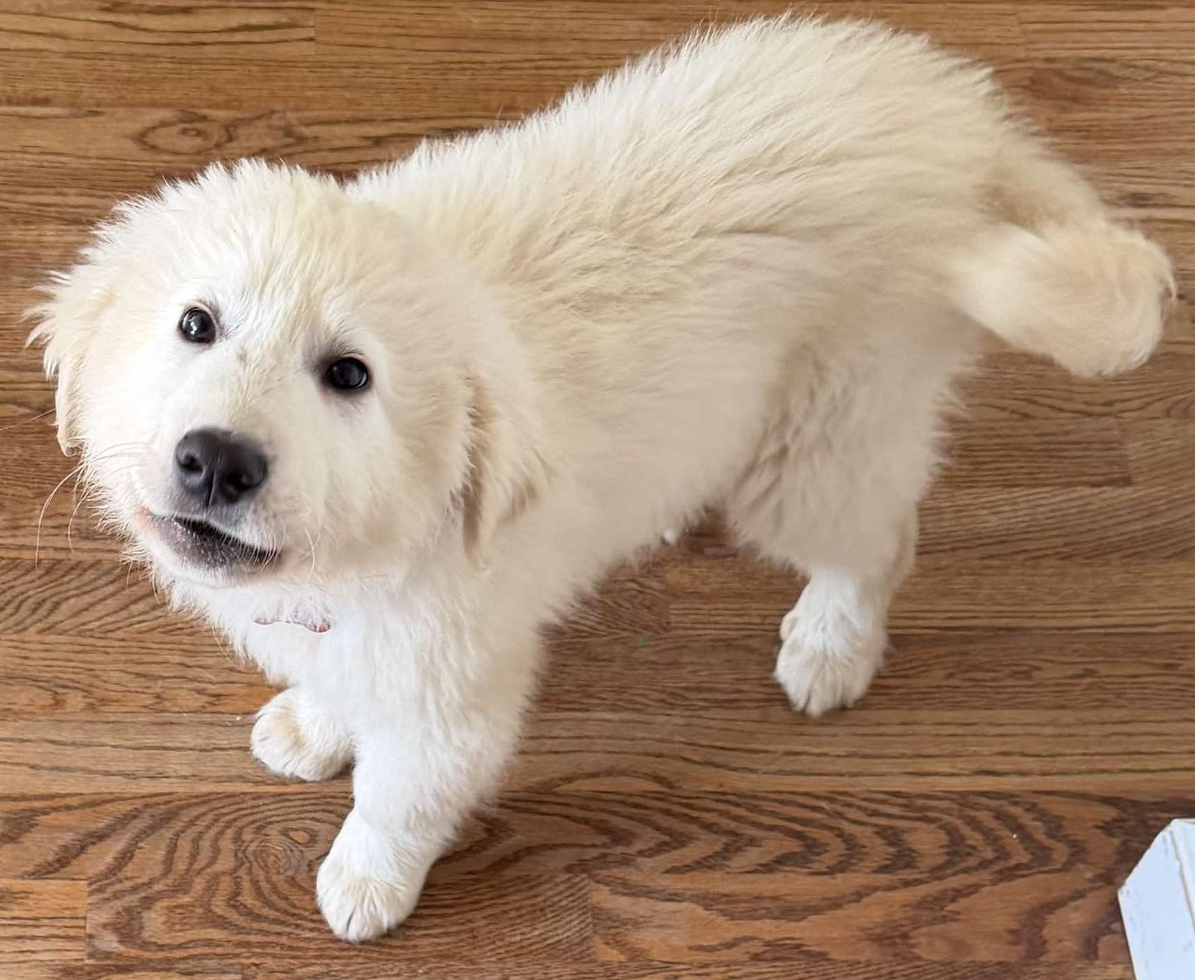 Enlarge Wolfe , a ADOPTABLE Great Pyrenees in Kiowa, OK image 6/6