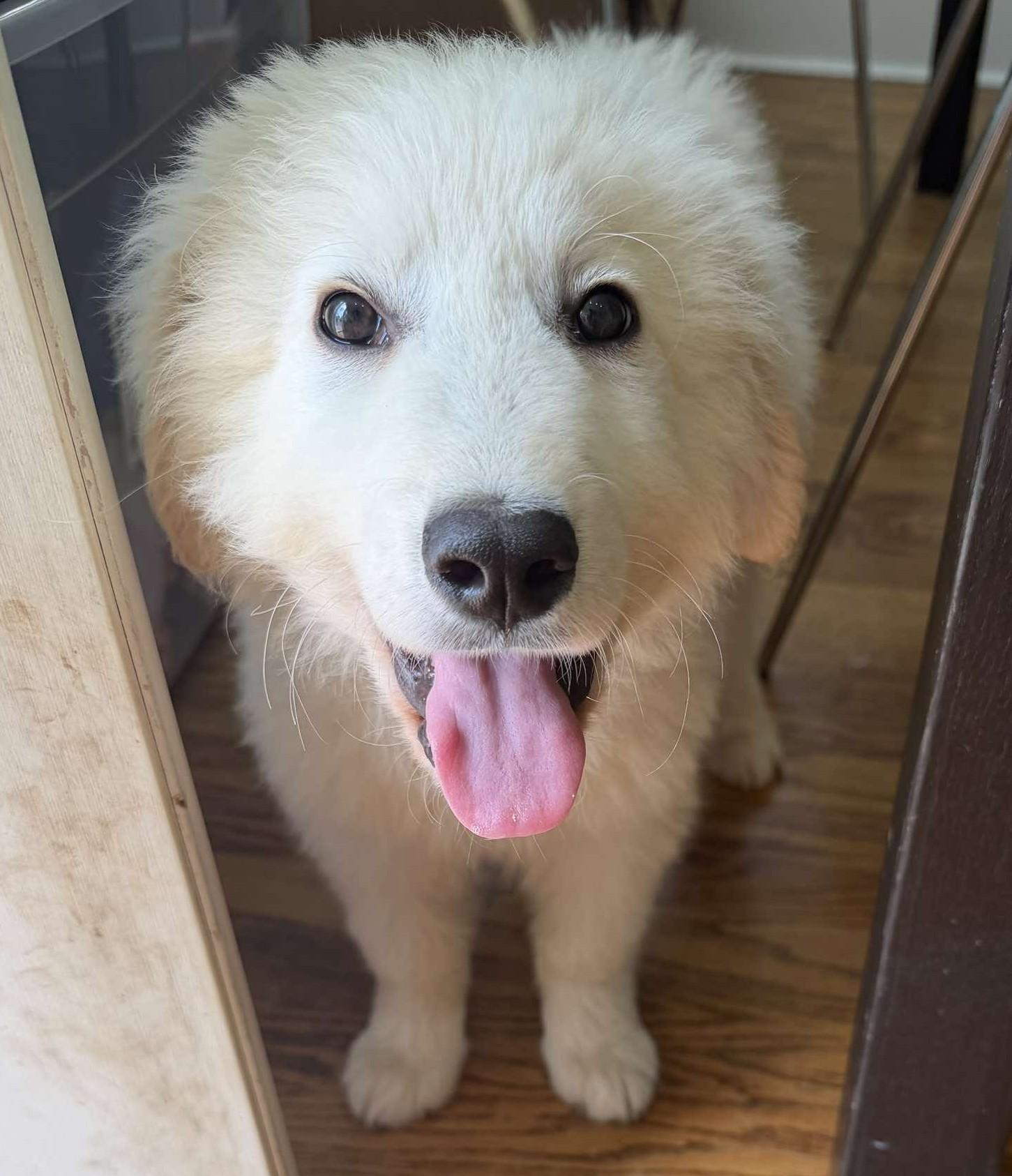 Enlarge Wolfe , a ADOPTABLE Great Pyrenees in Kiowa, OK image 5/6