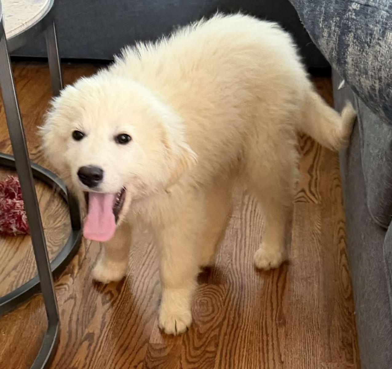 Enlarge Wolfe , a ADOPTABLE Great Pyrenees in Kiowa, OK image 4/6