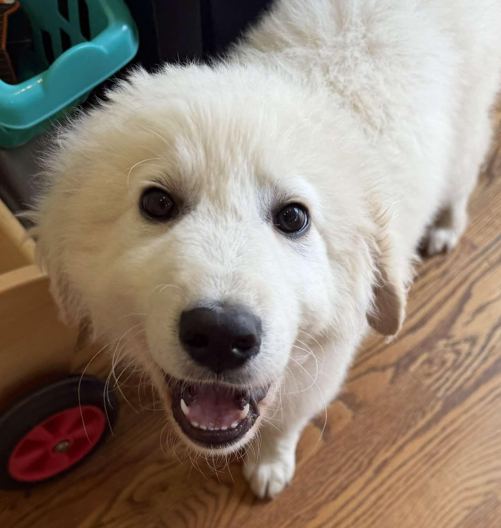 Enlarge Wolfe , a ADOPTABLE Great Pyrenees in Kiowa, OK image 3/6