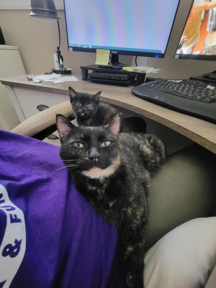 Lila — thumbnail 2