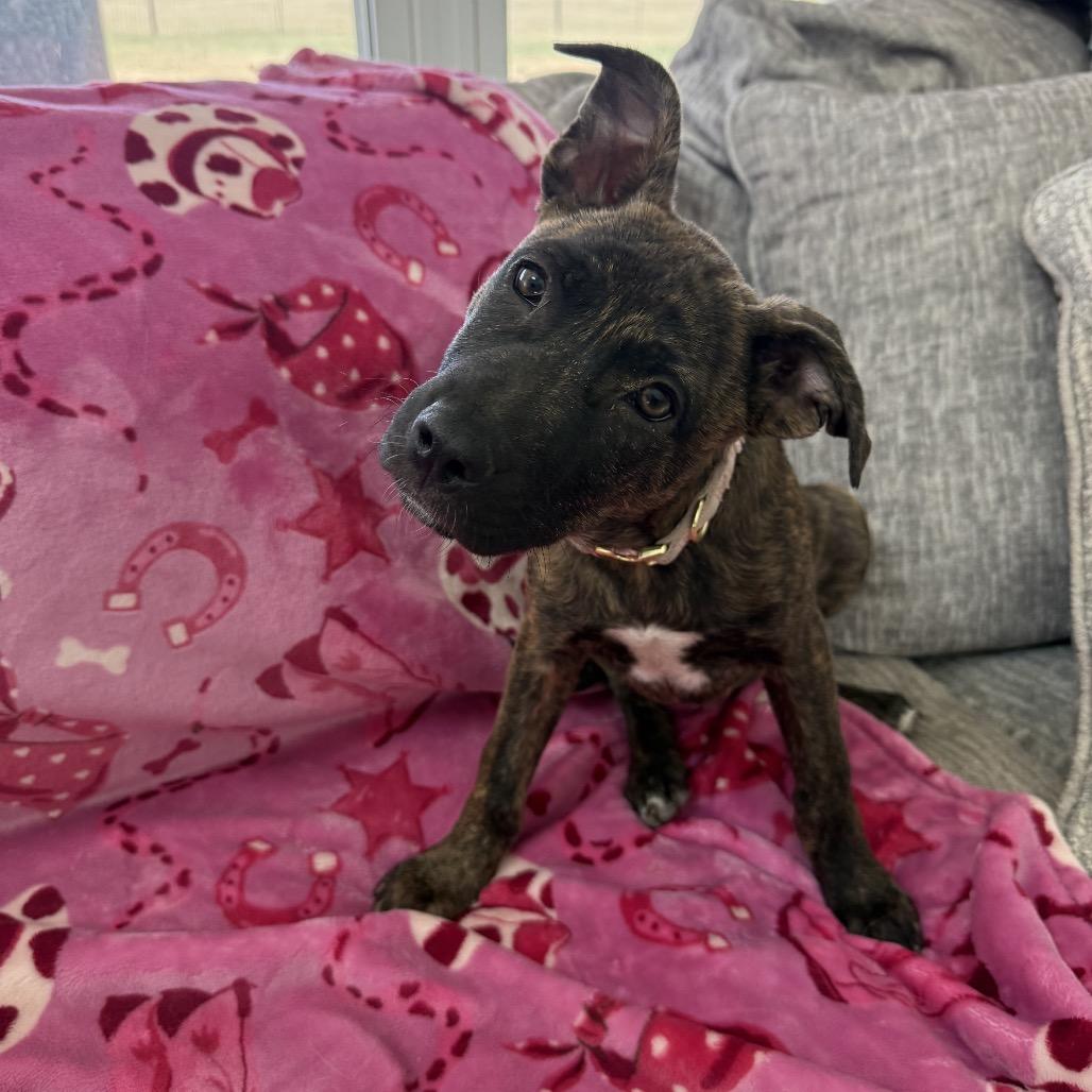 Enlarge Sunshine Stella, a Adoptable mixed breed in Lakewood, CO image 1/5