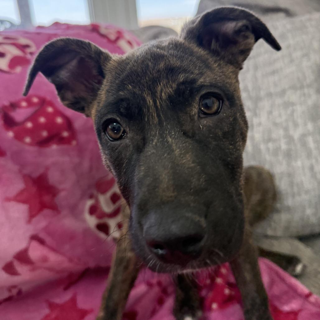 Enlarge Sunshine Stella, a Adoptable mixed breed in Lakewood, CO image 2/5