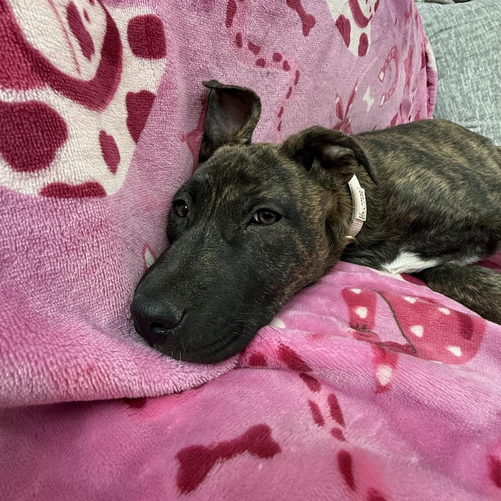 Enlarge Sunshine Stella, a Adoptable mixed breed in Lakewood, CO image 3/5