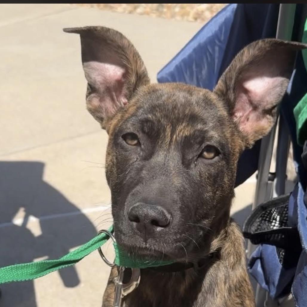 Enlarge Sunshine Stella, a Adoptable mixed breed in Lakewood, CO image 4/6