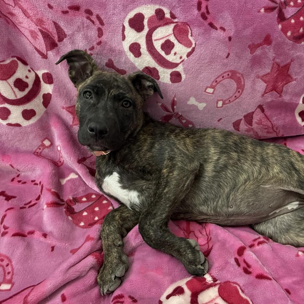 Enlarge Sunshine Stella, a Adoptable mixed breed in Lakewood, CO image 4/5