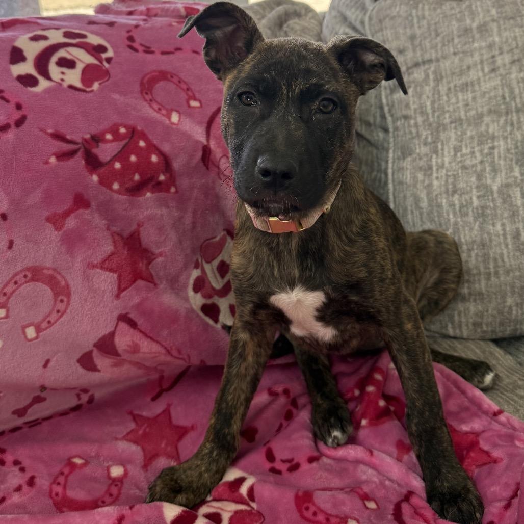 Enlarge Sunshine Stella, a Adoptable mixed breed in Lakewood, CO image 5/5