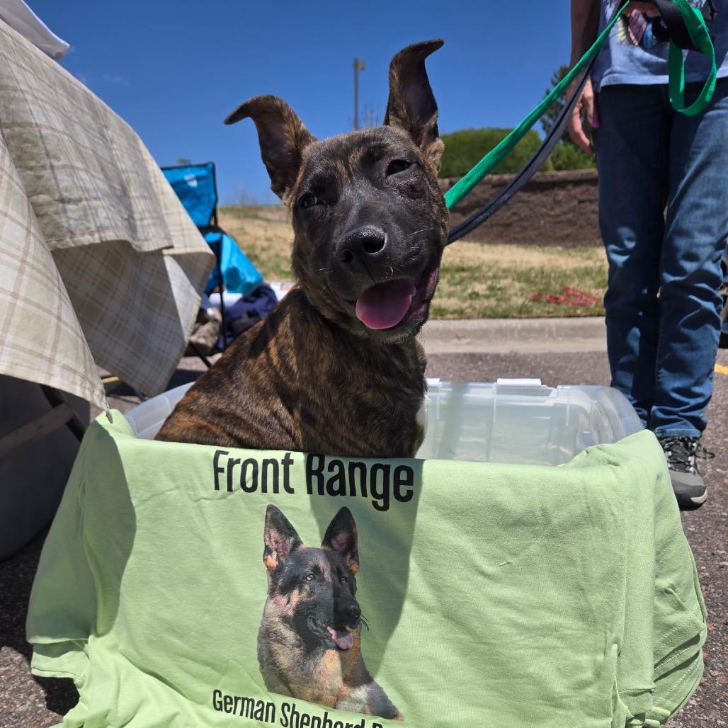 Enlarge Sunshine Stella, a Adoptable mixed breed in Lakewood, CO image 6/6