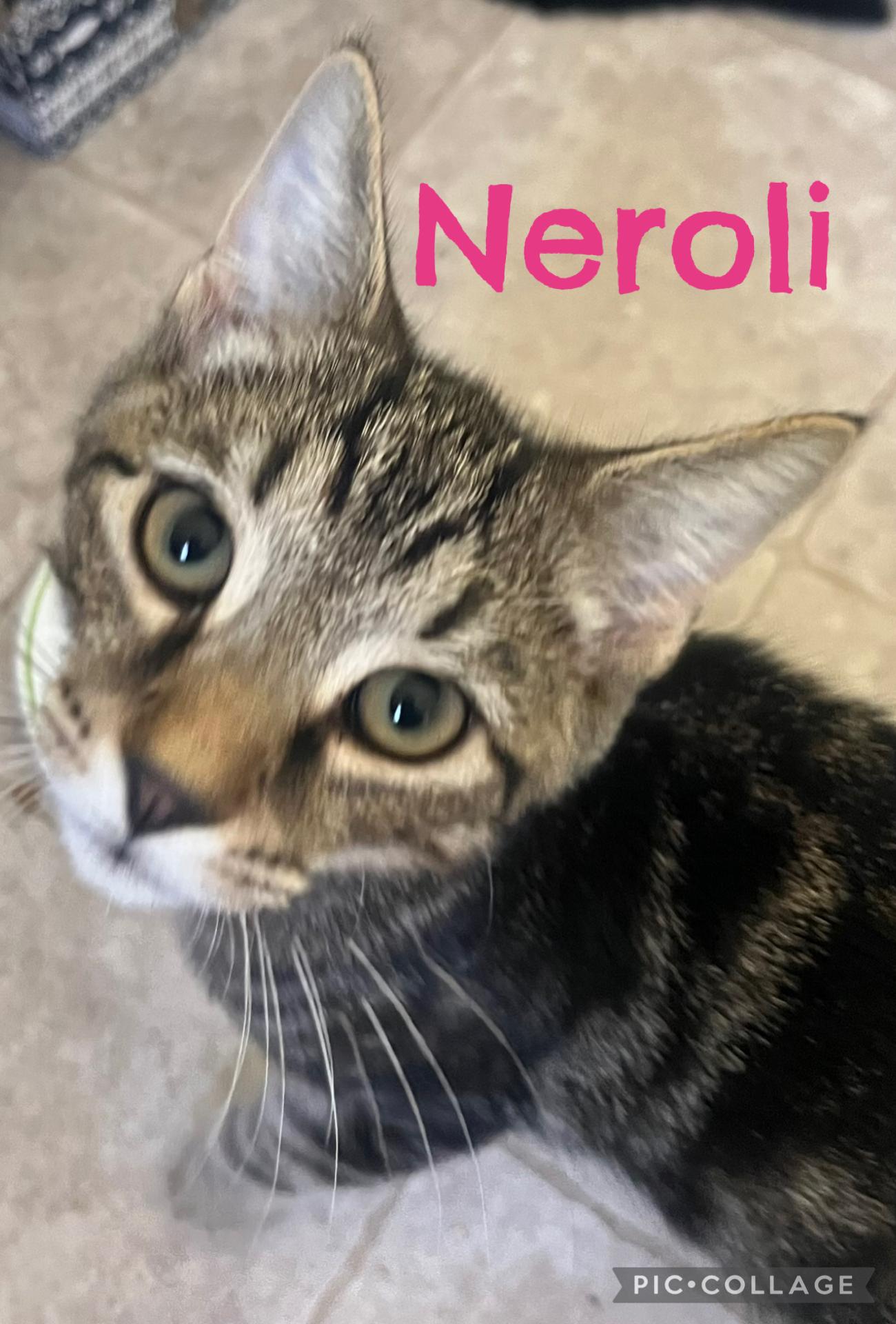 Neroli, Adoptable, Kitten Male Domestic Short Hair.