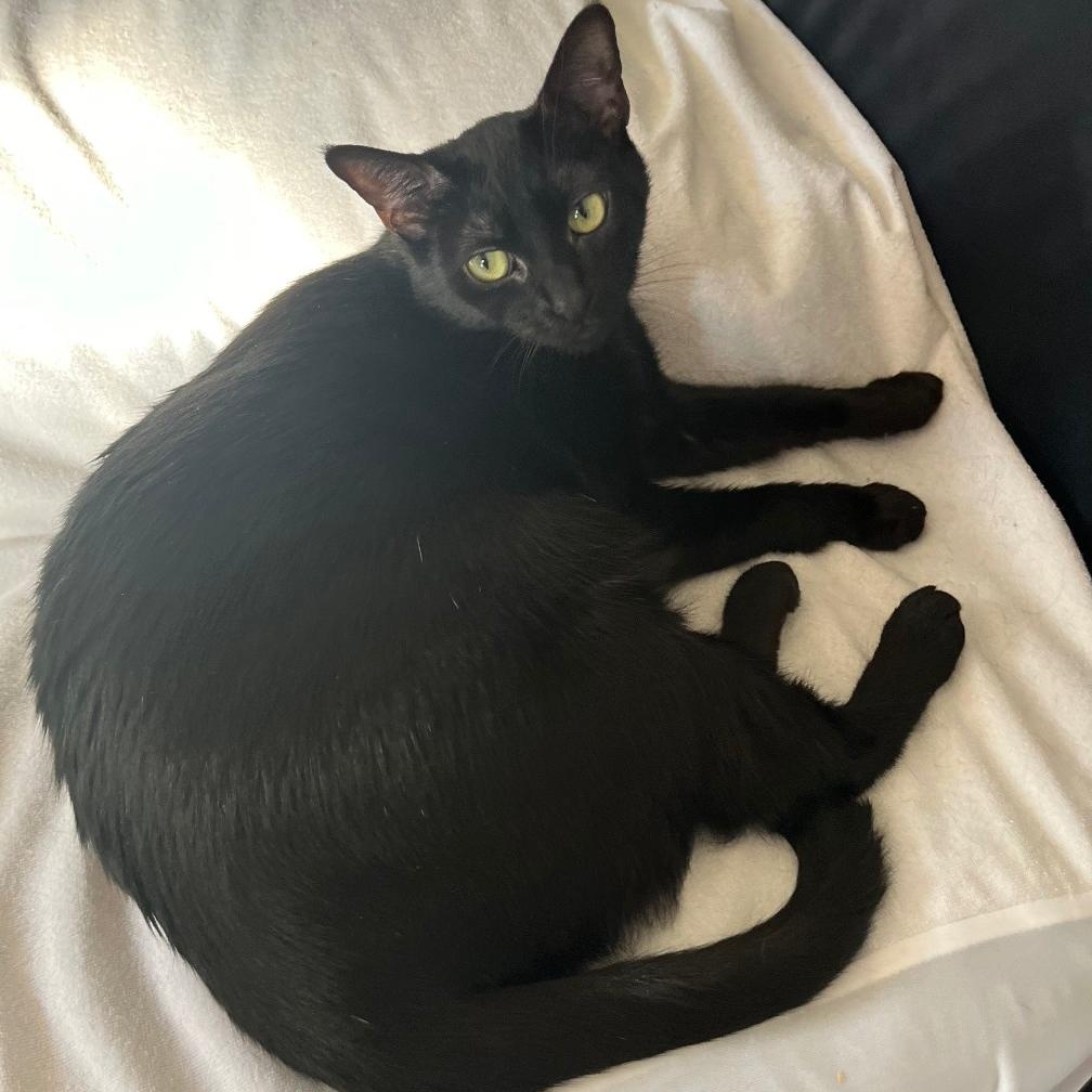 ALY, a Adoptable Domestic Short Hair in Ontario, CA image 1/2