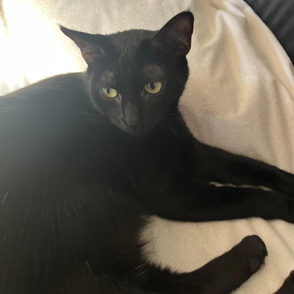 ALY, a Adoptable Domestic Short Hair in Ontario, CA image 2/2