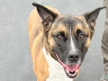 Koda, Adult Female Mixed Breed