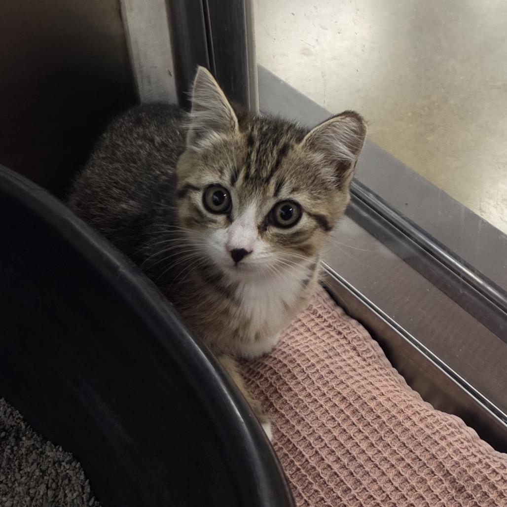 Brownie, a Adoptable Domestic Short Hair in Allyn, WA image 1/2