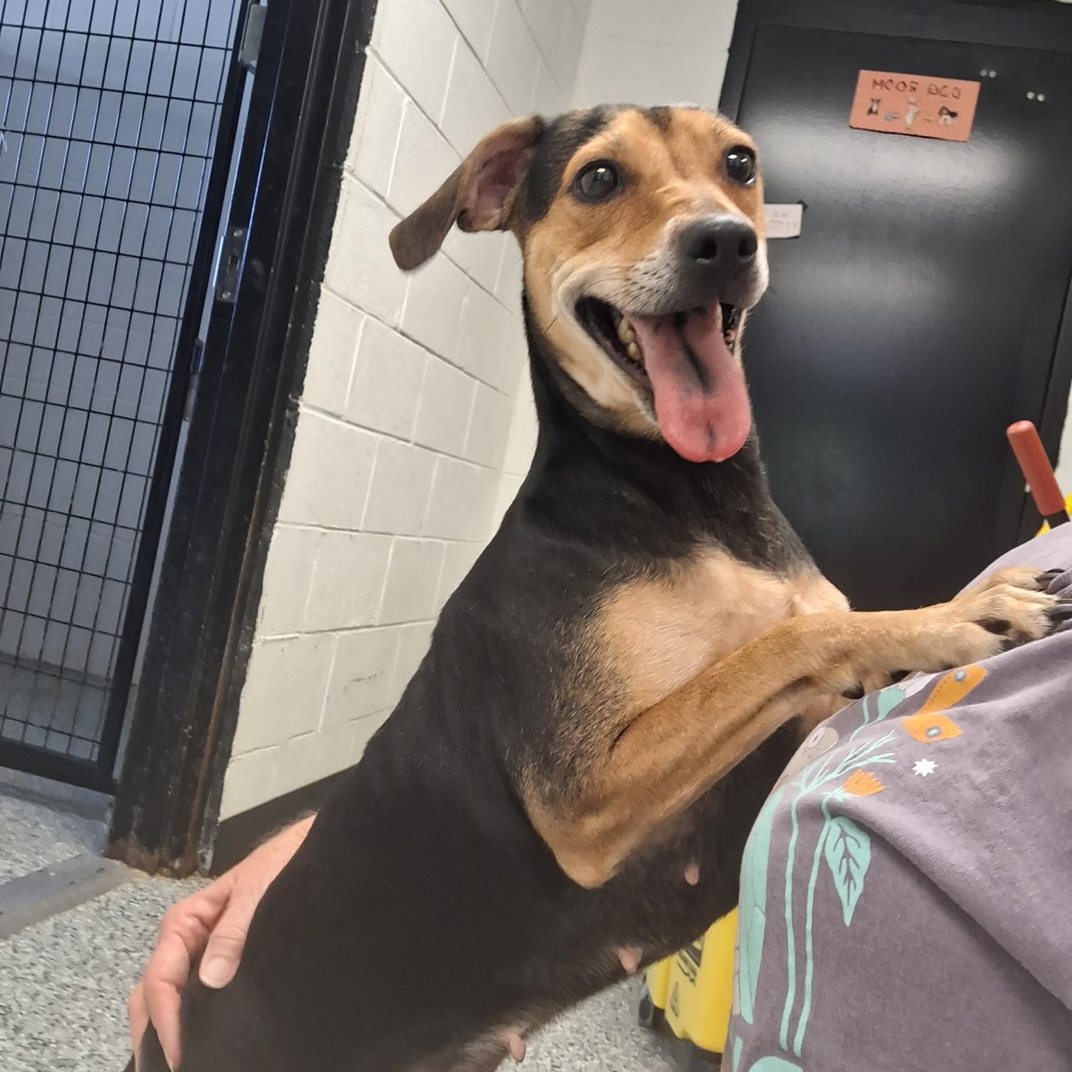 Glory, Adoptable, Young Female Jack Russell Terrier & Beagle.
