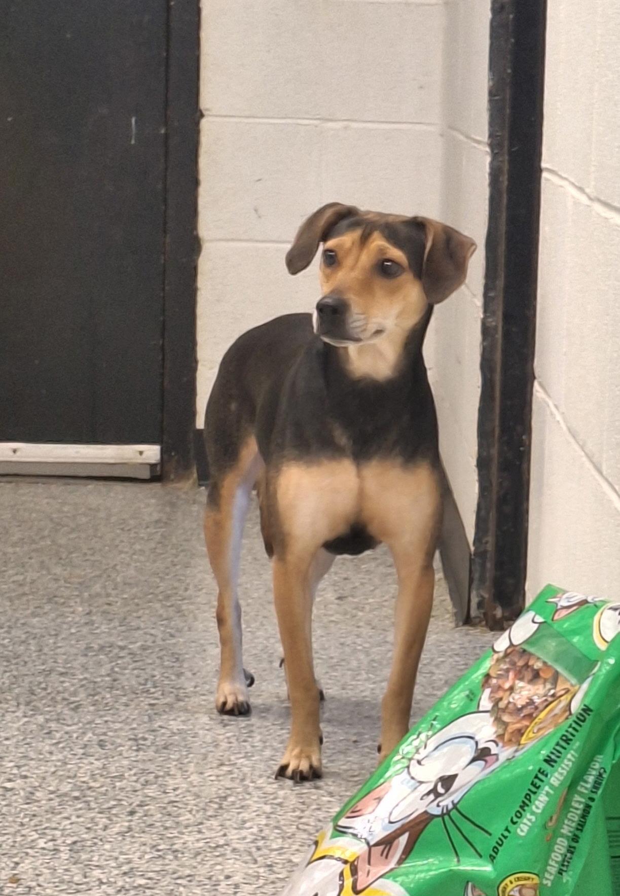 Enlarge Glory, a Adoptable mixed breed in Clay City, KY image 3/6