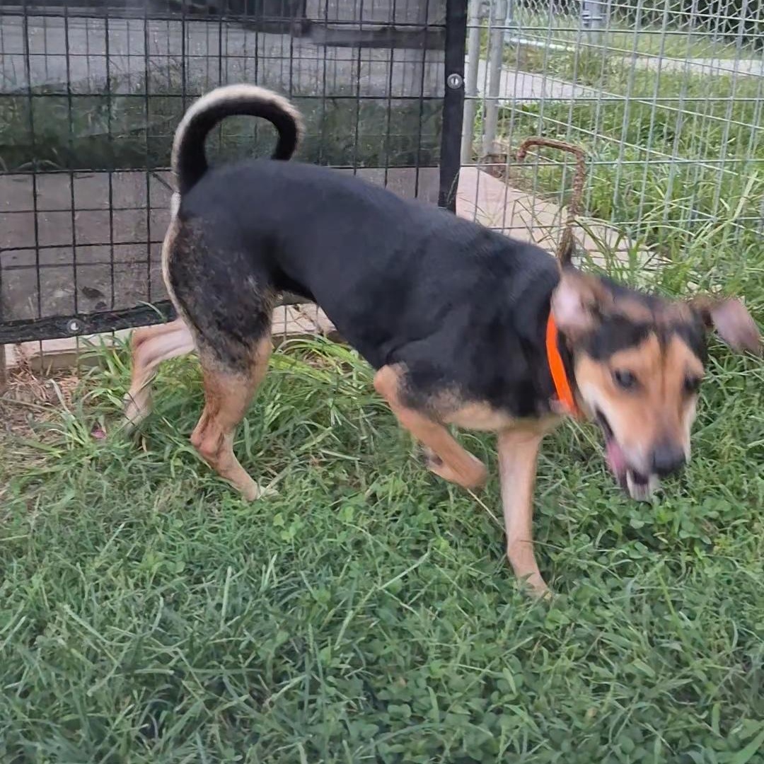 Enlarge Glory, a Adoptable mixed breed in Clay City, KY image 4/6