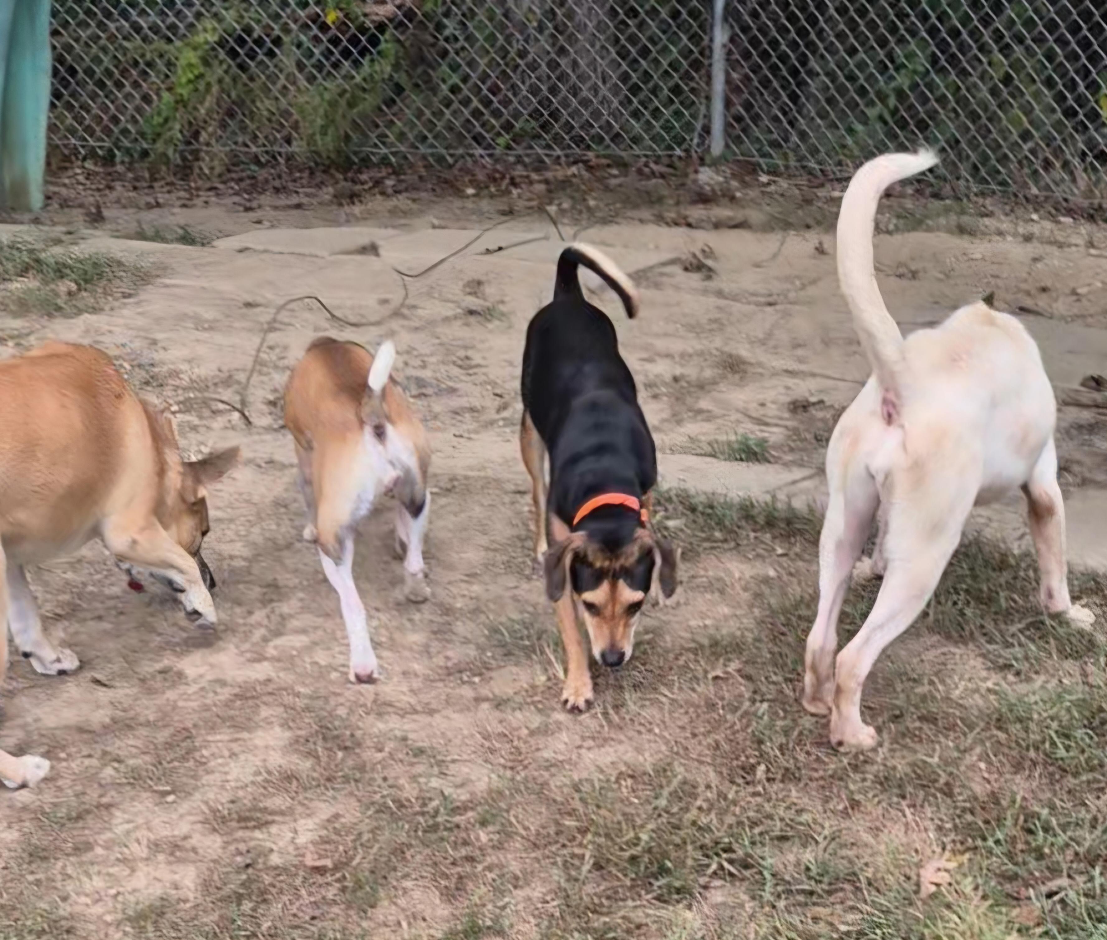 Enlarge Glory, a Adoptable mixed breed in Clay City, KY image 5/6