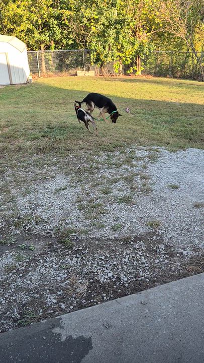 Enlarge Glory, a Adoptable mixed breed in Clay City, KY video 6/6