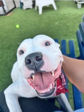 Stella **Courtesy Post. Out of town pet. See below for details**