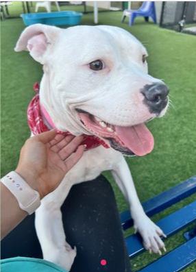 Stella **Courtesy Post. Out of town pet. See below for details**