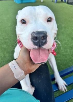 Stella **Courtesy Post. Out of town pet. See below for details**