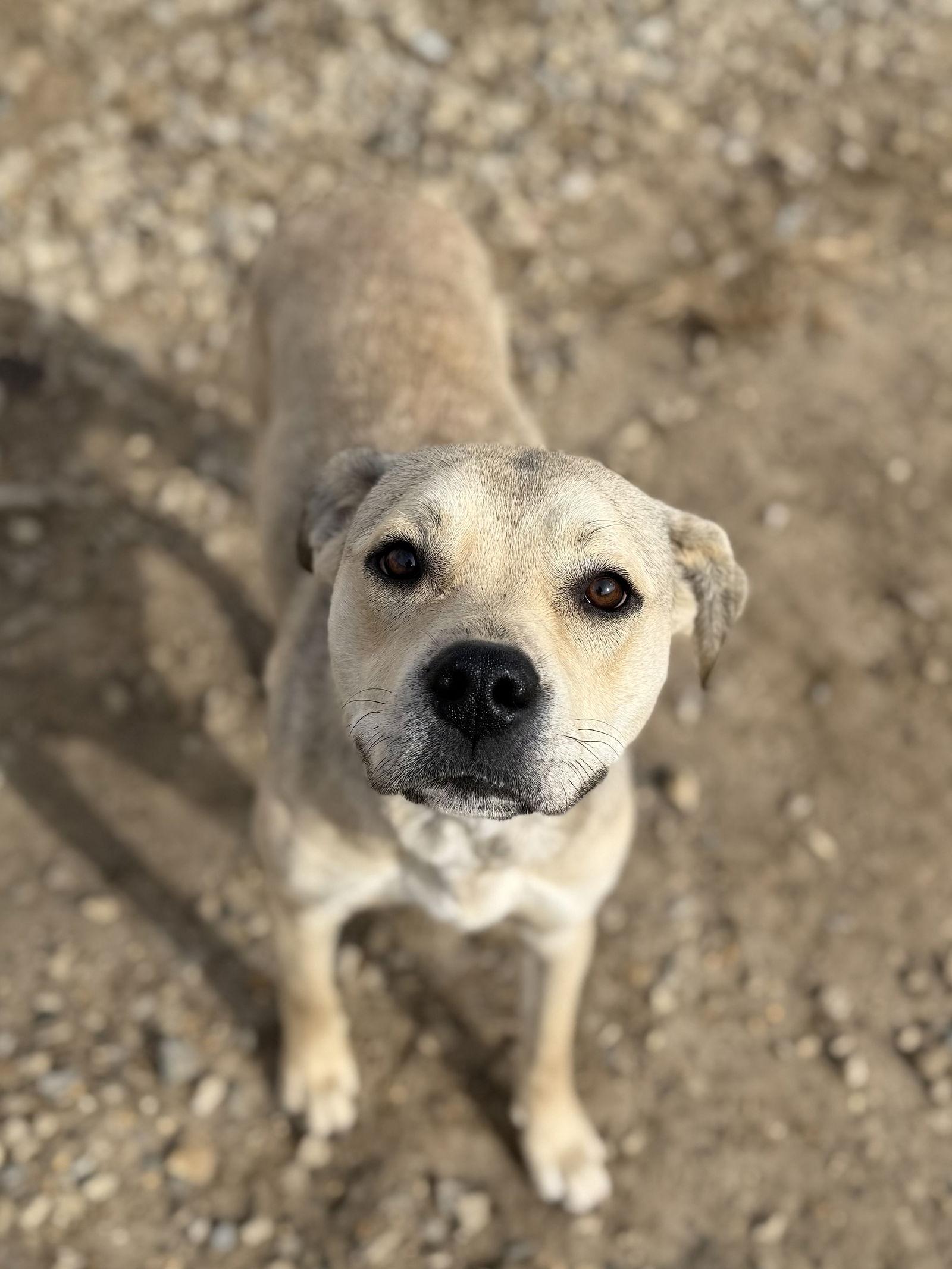 Enlarge Kela, a Adoptable Pit Bull Terrier in Corning, AR image 1/3