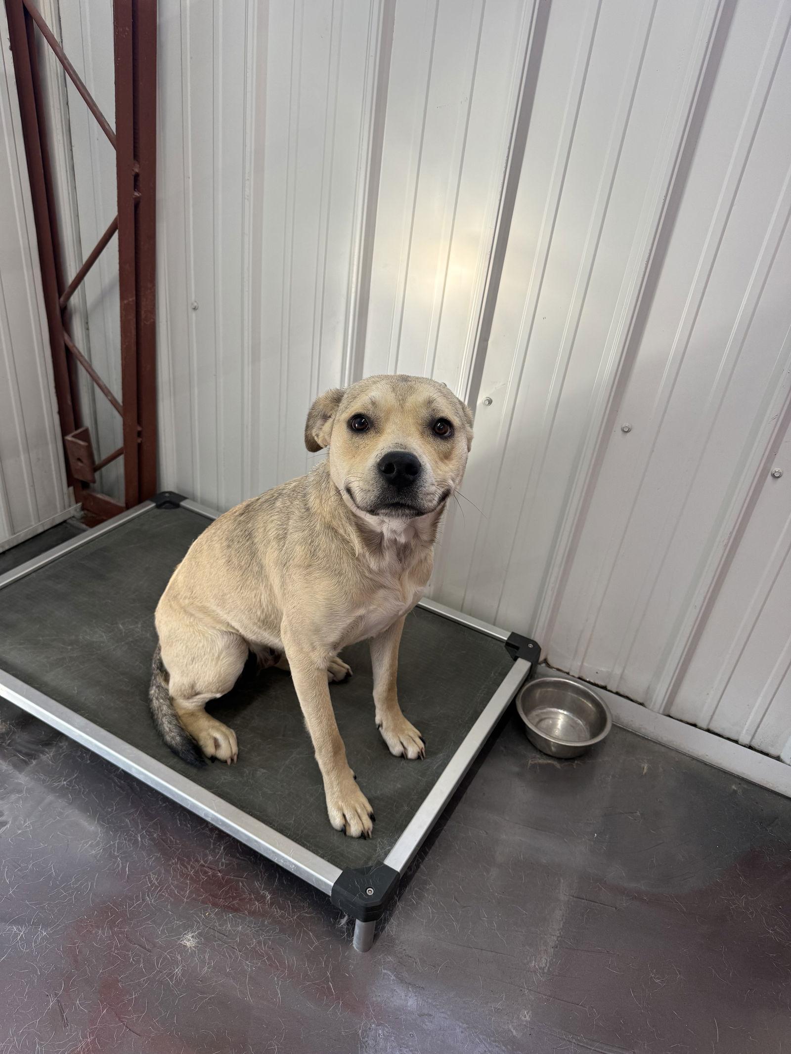 Enlarge Kela, a Adoptable Pit Bull Terrier in Corning, AR image 3/3