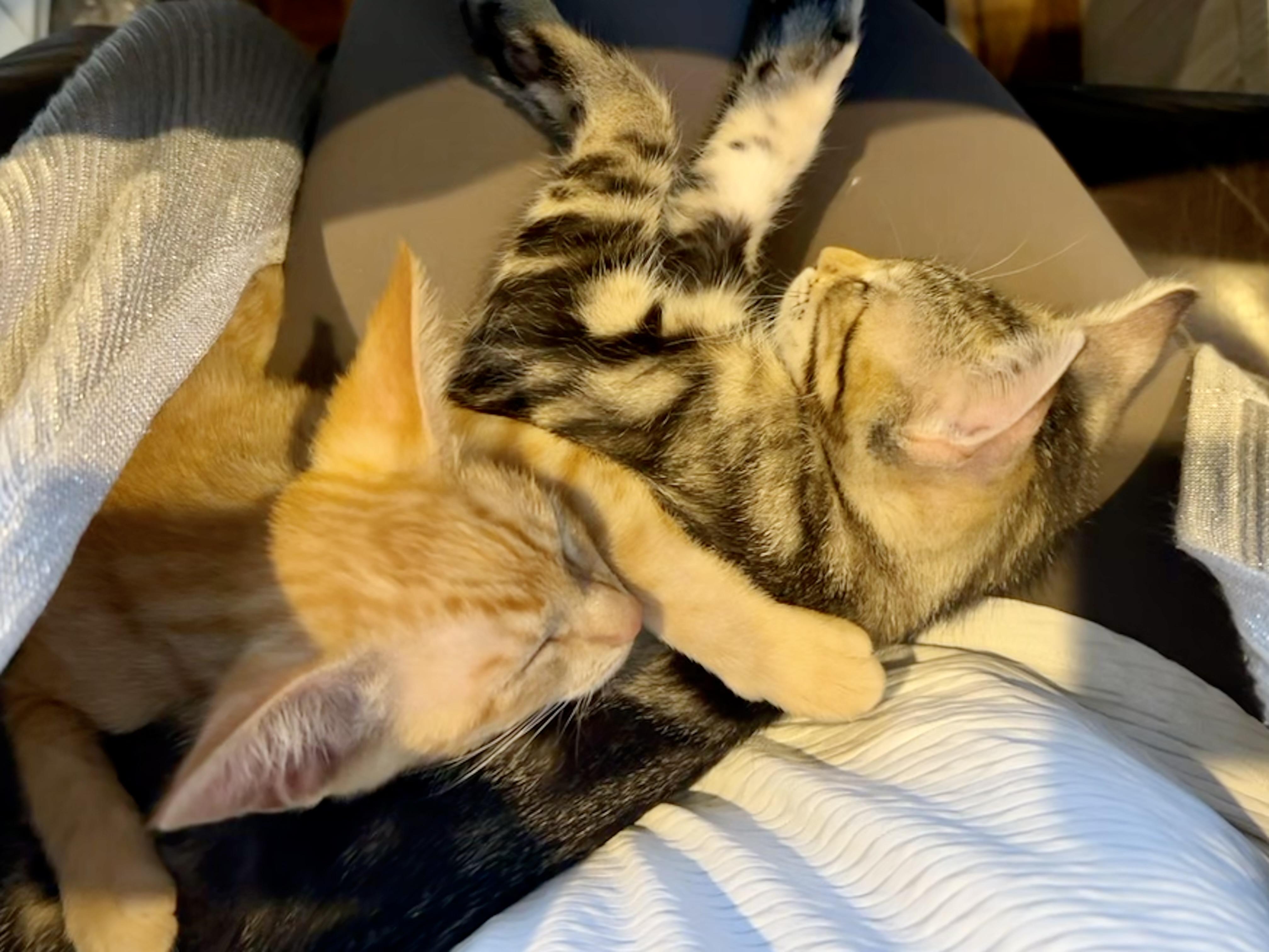 Pixie & Hollow (Snuggle bugs), Baby Female Domestic Short Hair
