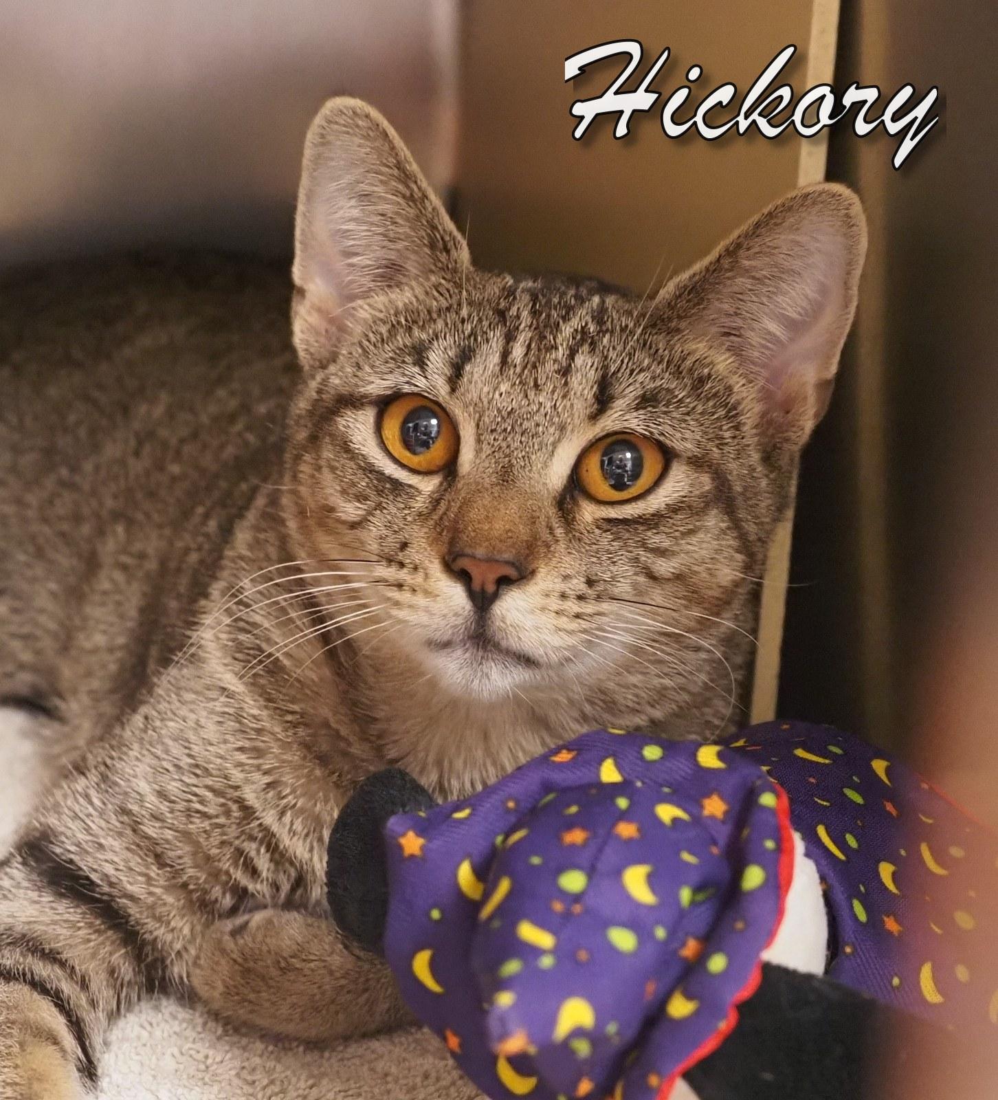 Enlarge Hickory, an adopted Tiger in Cape May Court House, NJ image 3/3